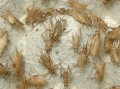 活エサ・イエコオロギS0.6〜1cm前後500匹「他の生体との同梱不可・３日以内のお受取り」 エサは同梱３商品まで　