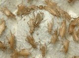 画像: 活エサ・イエコオロギS0.6〜1cm前後500匹「他の生体との同梱不可・３日以内のお受取り」 エサは同梱３商品まで　