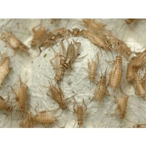 画像: 活エサ・イエコオロギS0.6〜1cm前後500匹「他の生体との同梱不可・３日以内のお受取り」 エサは同梱３商品まで　